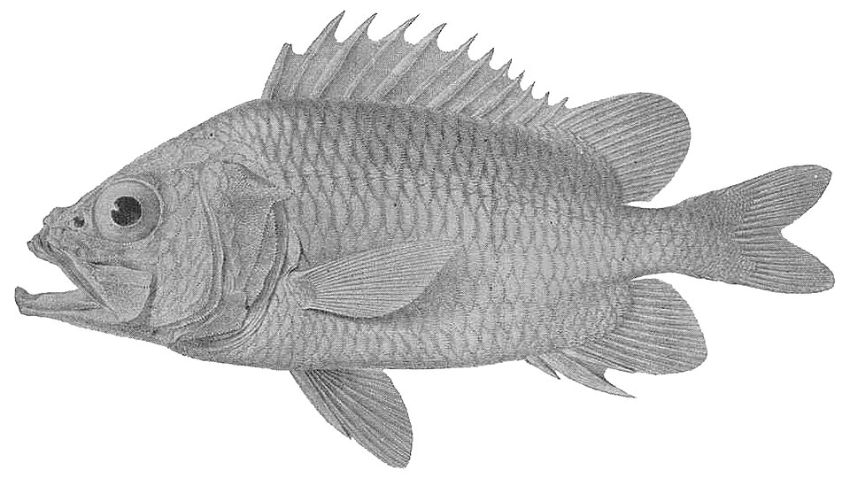 ภาพ ปลาข้าวเม่า archiepiscopus (Ostichthys archiepiscopus)