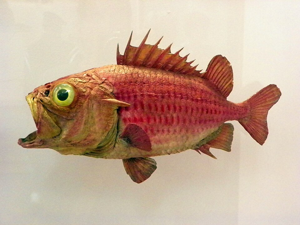 ภาพ ปลาข้าวเม่า japonicus (Ostichthys japonicus)