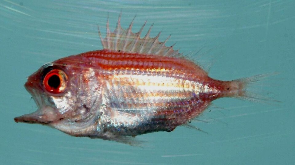 ภาพ ปลาข้าวเม่า trachypoma (Ostichthys trachypoma)