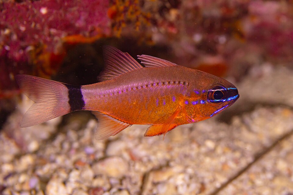 ภาพ ปลาอมไข่ aureus (Ostorhinchus aureus)