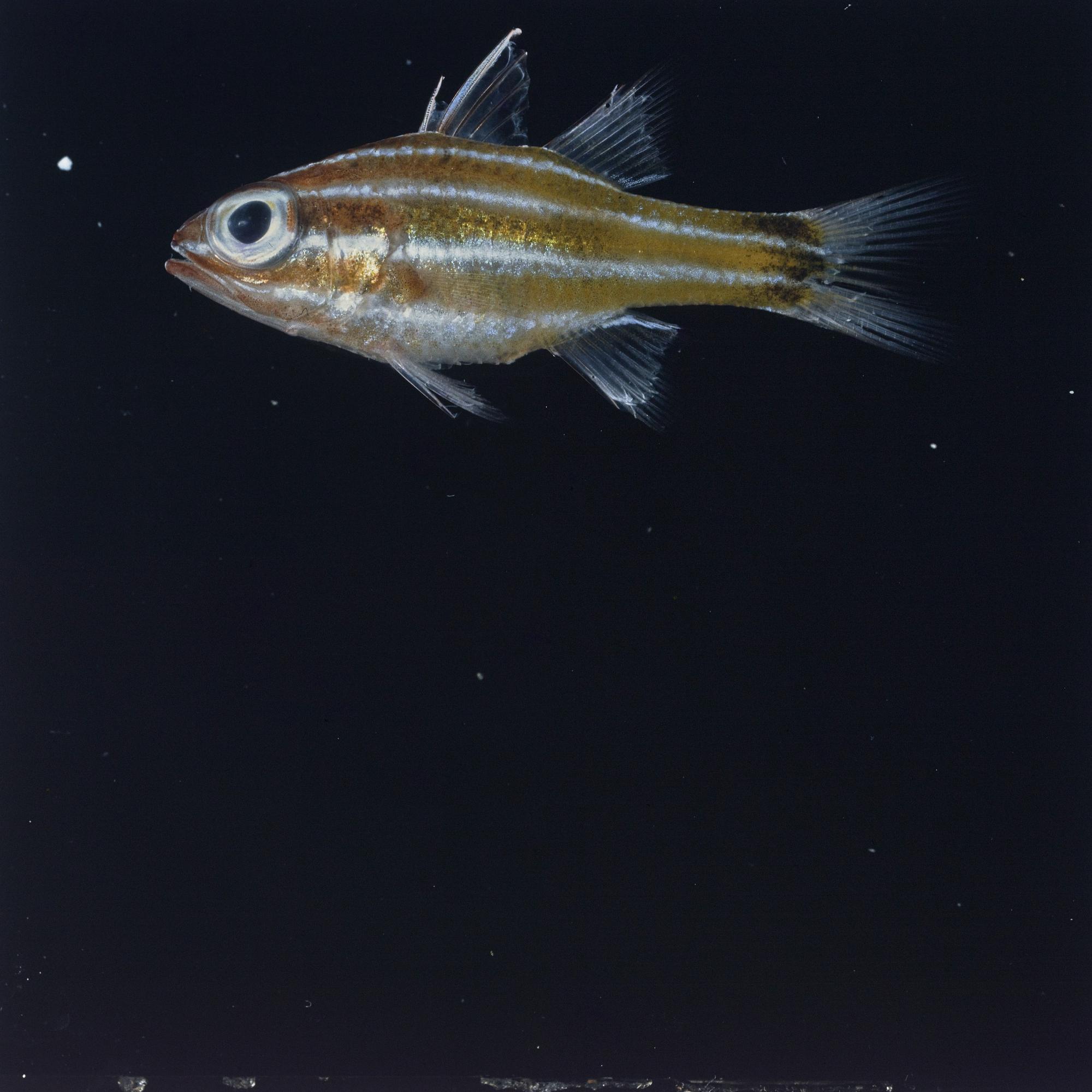 ภาพ ปลาอมไข่ brevispinis (Ostorhinchus brevispinis)