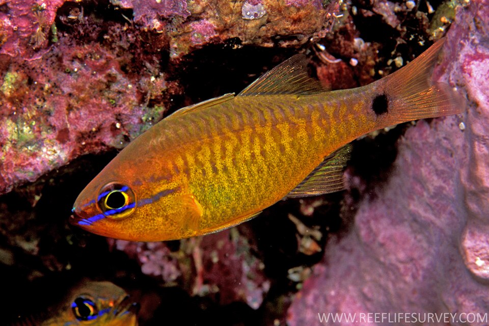 ภาพ ปลาอมไข่ capricornis (Ostorhinchus capricornis)