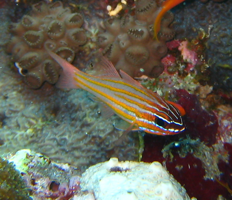 ภาพ ปลาอมไข่ลายส้มทอง (Ostorhinchus cyanosoma)