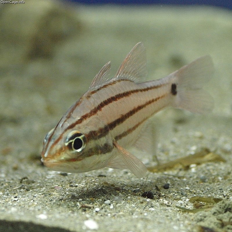 ภาพ ปลาอมไข่ doederleini (Ostorhinchus doederleini)