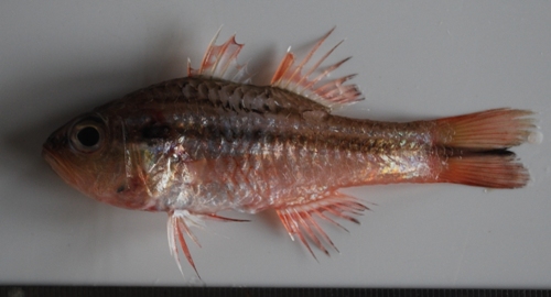 ภาพ ปลาอมไข่แดงลายแถบ (Ostorhinchus fasciatus)