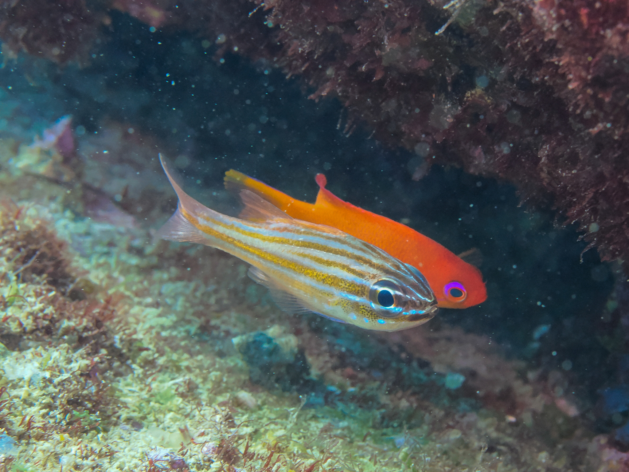 ภาพ ปลาอมไข่ holotaenia (Ostorhinchus holotaenia)