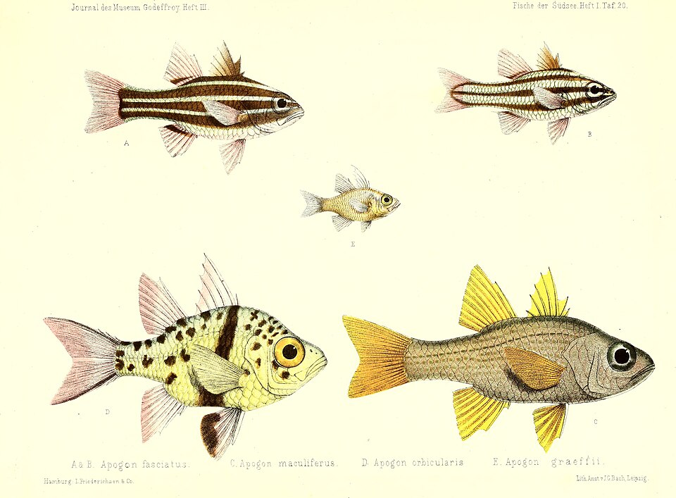 ภาพ ปลาอมไข่ลายจุด (Ostorhinchus maculiferus)