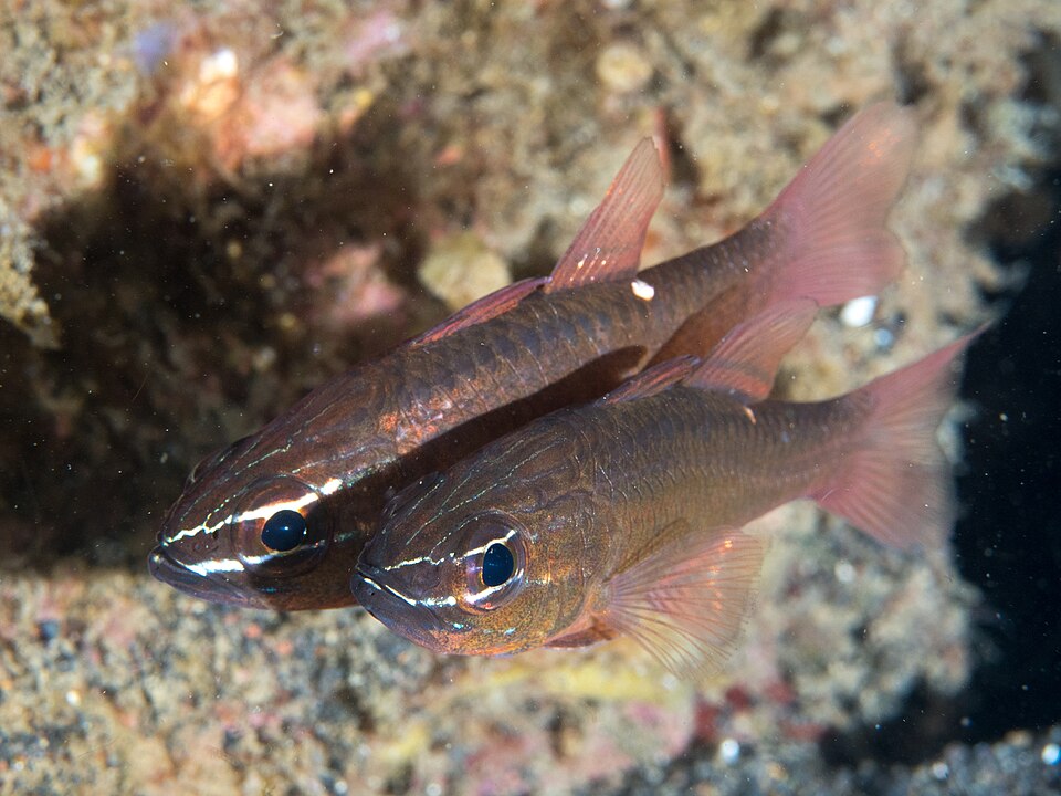 ภาพ ปลาอมไข่ moluccensis (Ostorhinchus moluccensis)