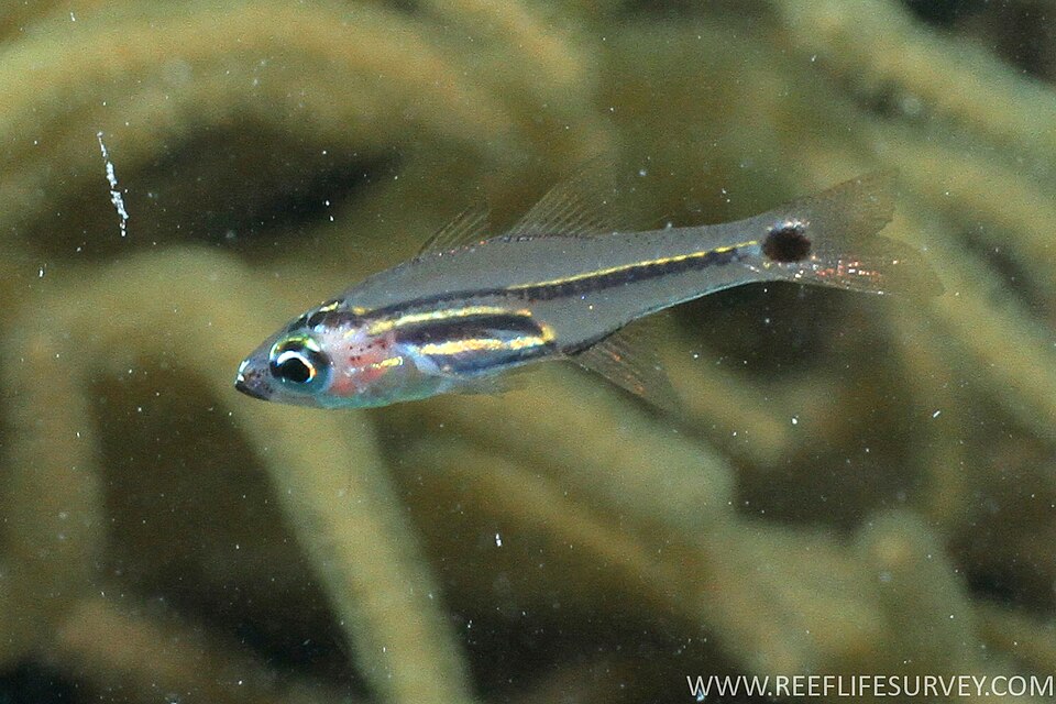 ภาพ ปลาอมไข่ neotes (Ostorhinchus neotes)