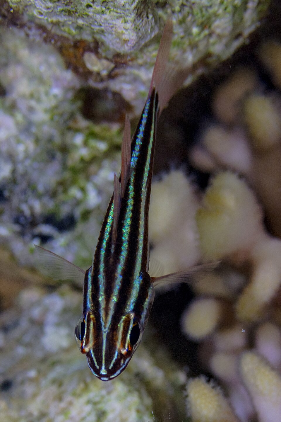ภาพ ปลาอมไข่ดำลายเส้น (Ostorhinchus nigrofasciatus)