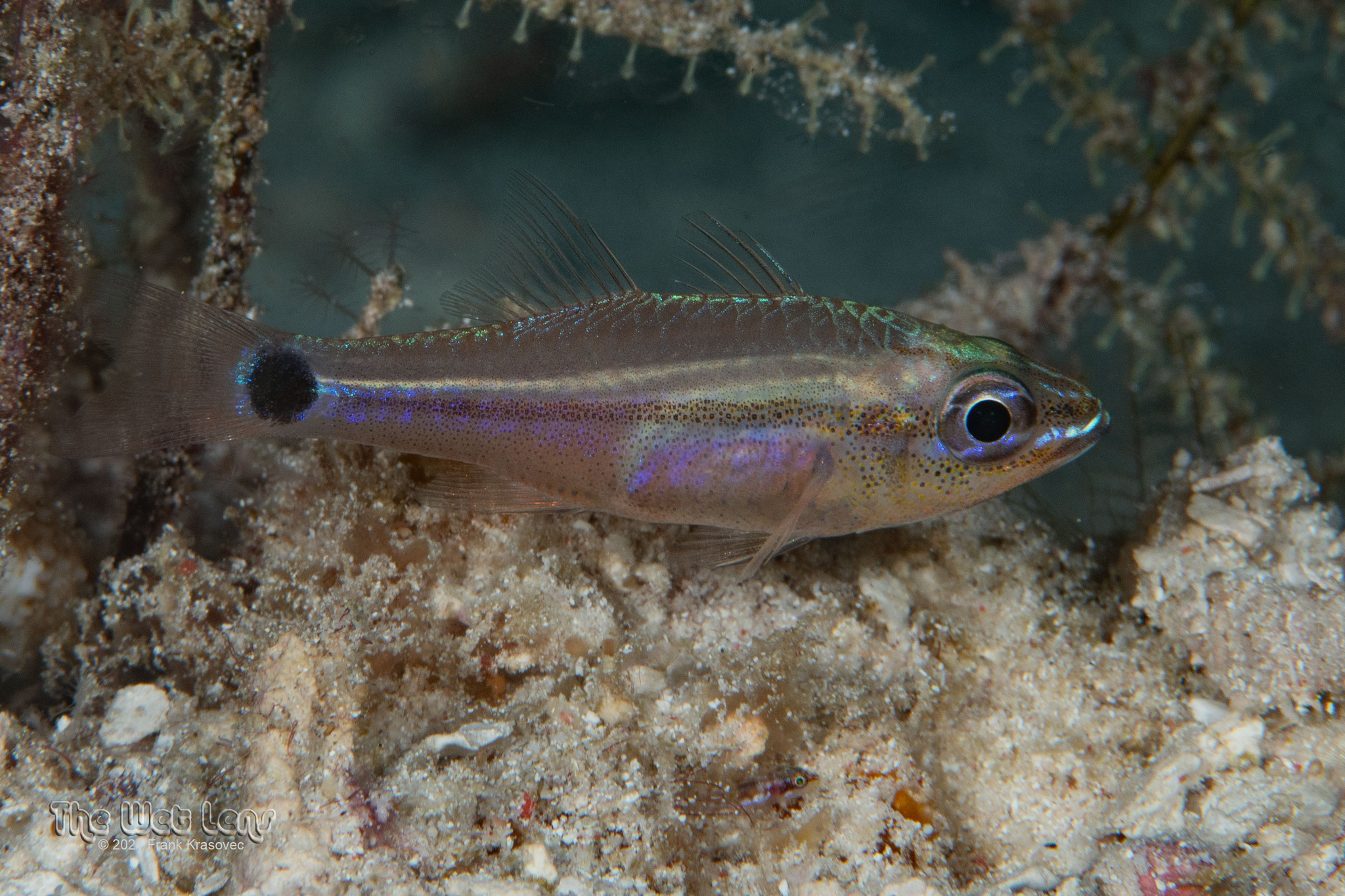 ภาพ ปลาอมไข่ ocellicaudus (Ostorhinchus ocellicaudus)