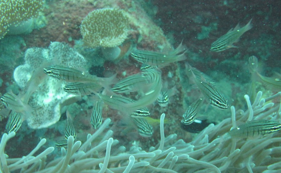 ภาพ ปลาอมไข่ oxina (Ostorhinchus oxina)