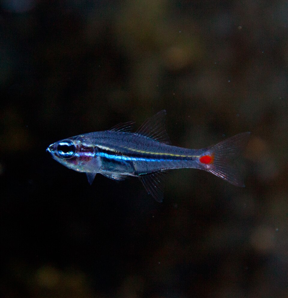 ภาพ ปลาอมไข่ parvulus (Ostorhinchus parvulus)