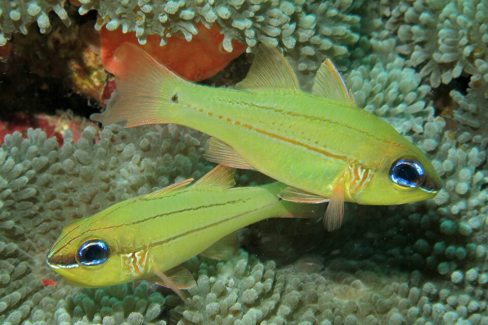 ภาพ ปลาอมไข่ sealei (Ostorhinchus sealei)