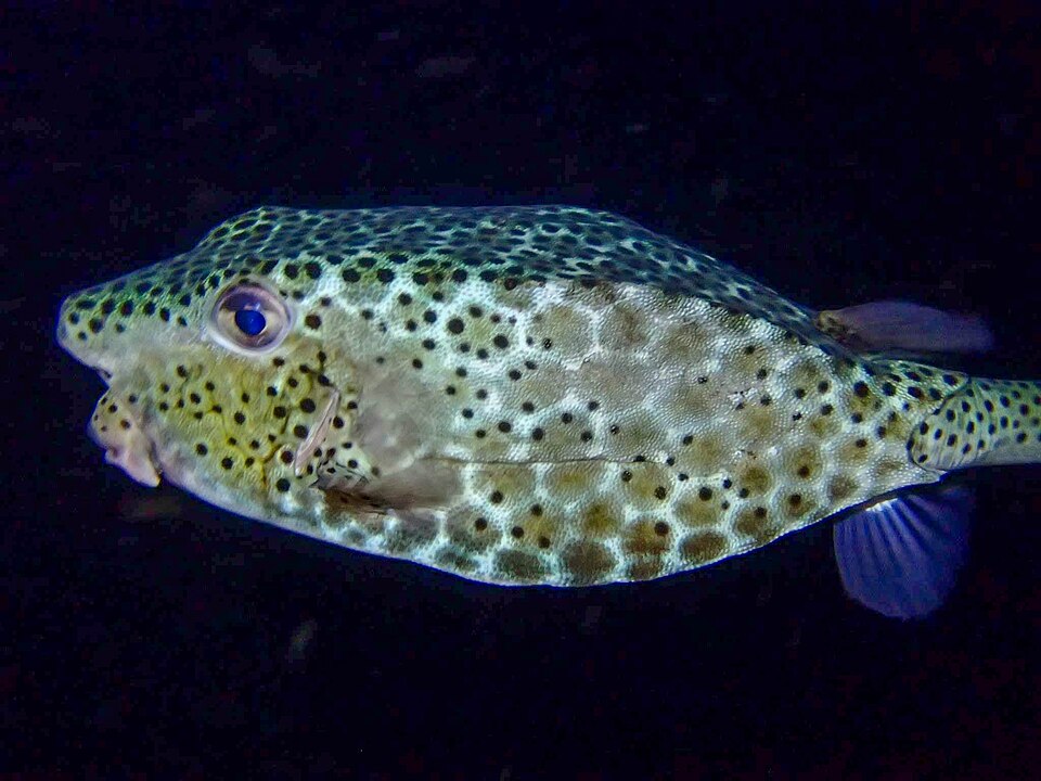 ภาพ ปลากล่องเขา (Ostracion rhinorhynchos)
