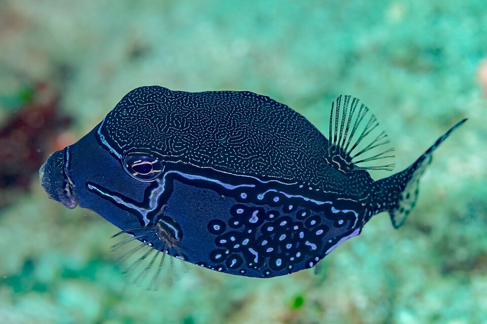ภาพ ปลากล่อง solorensis (Ostracion solorensis)