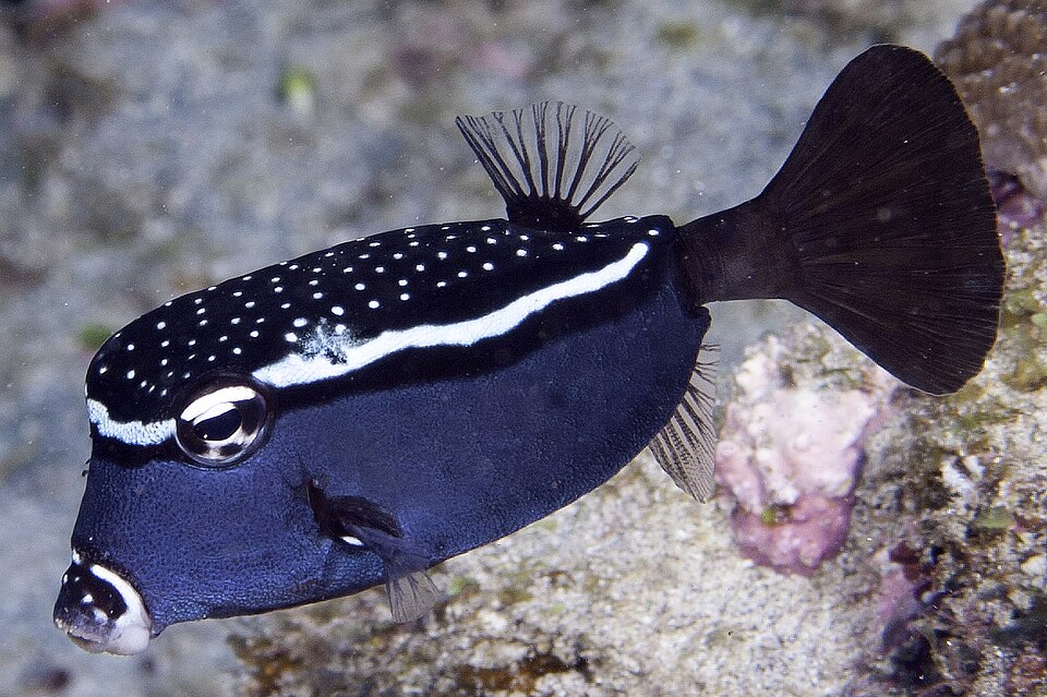 ภาพ ปลากล่อง trachys (Ostracion trachys)