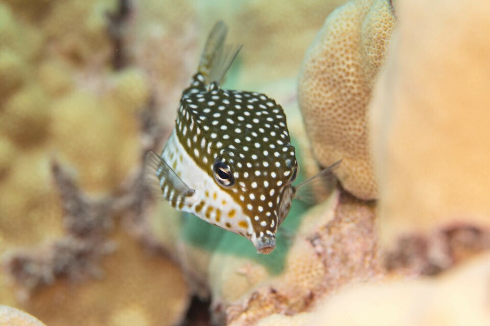 ภาพ ปลากล่อง whitleyi (Ostracion whitleyi)