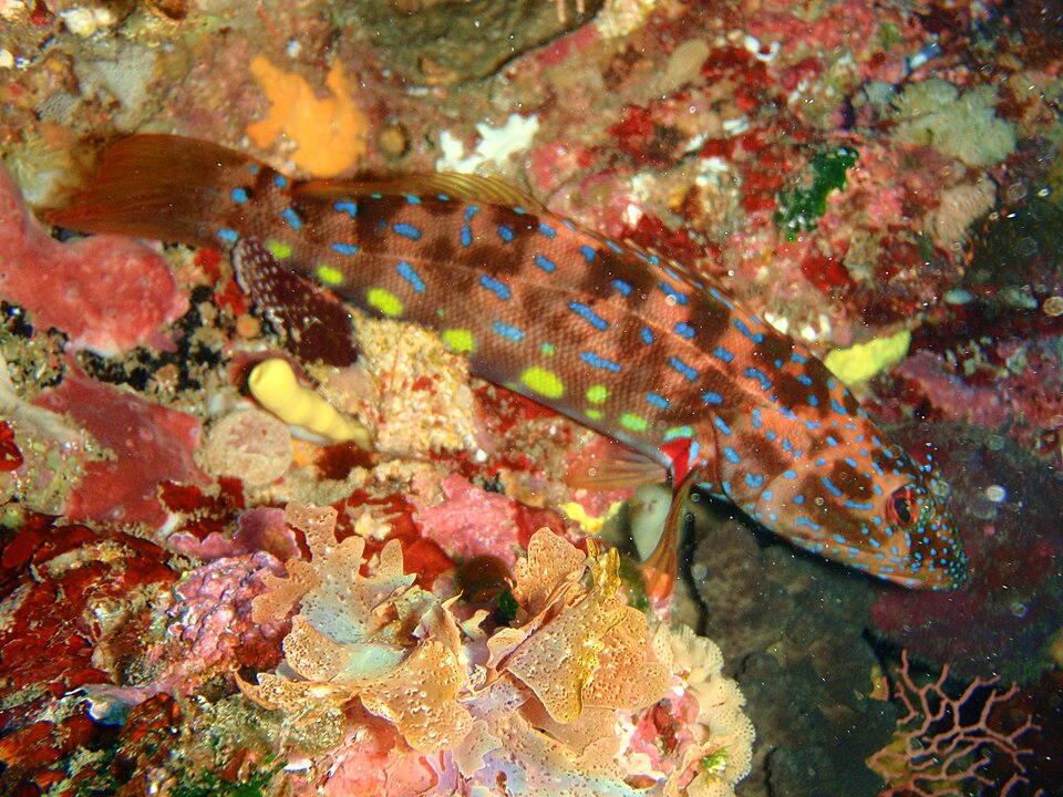 ภาพ ปลาทะเลจีน (Othos dentex)