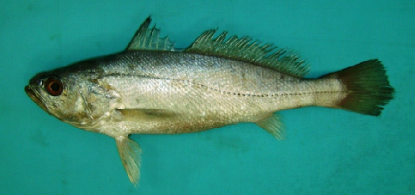 ภาพ ปลาจวดเล็กลายเสือ (Otolithes cuvieri)