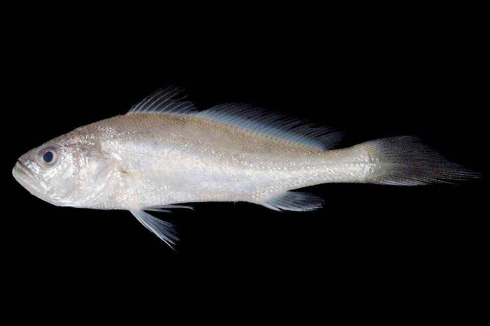 ภาพ ปลาจวด ruber (Otolithes ruber)