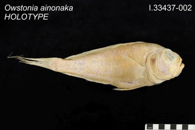 ภาพ ปลา ainonaka (Owstonia ainonaka)