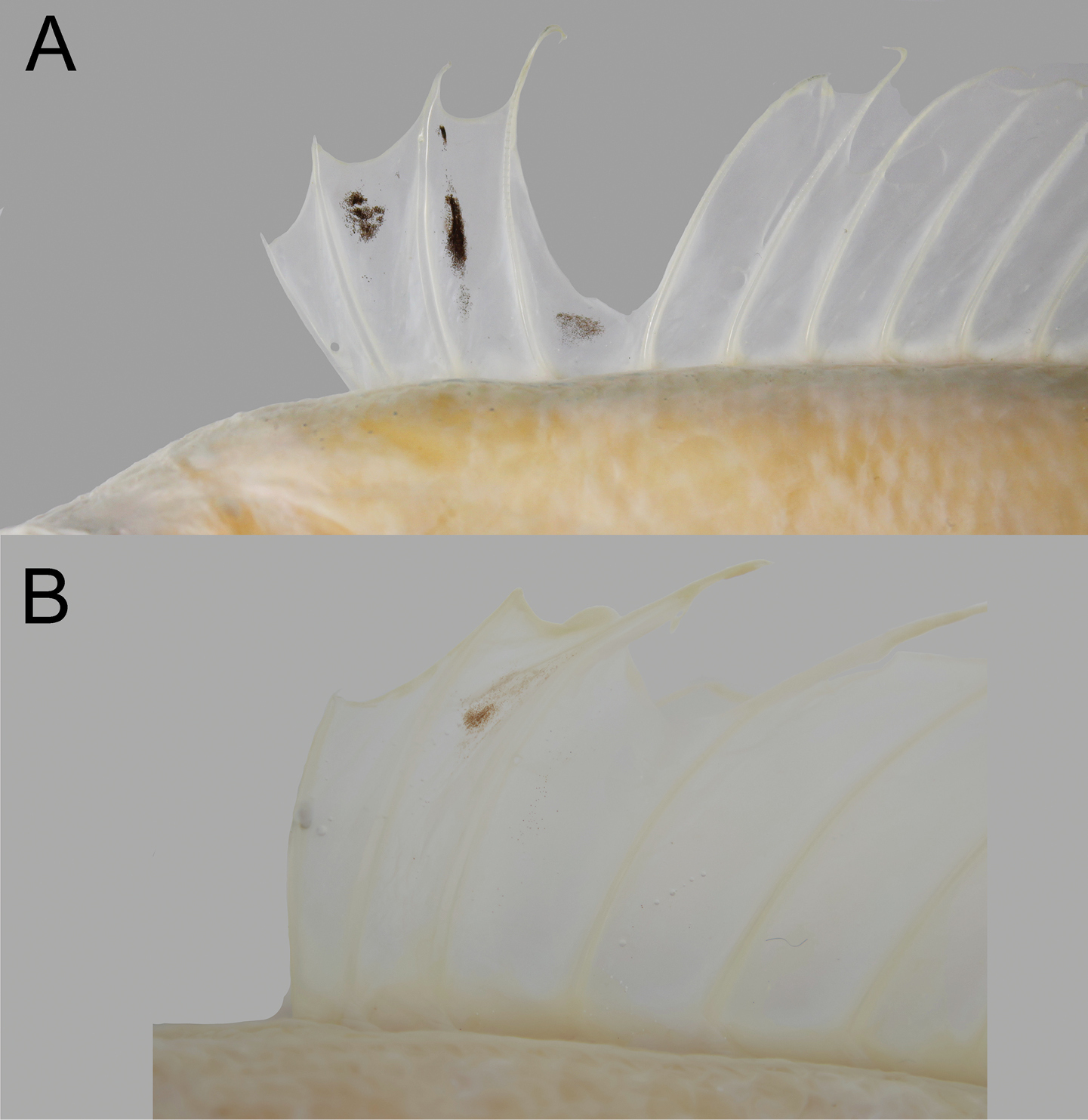 ภาพ ปลา aurora (Owstonia aurora)