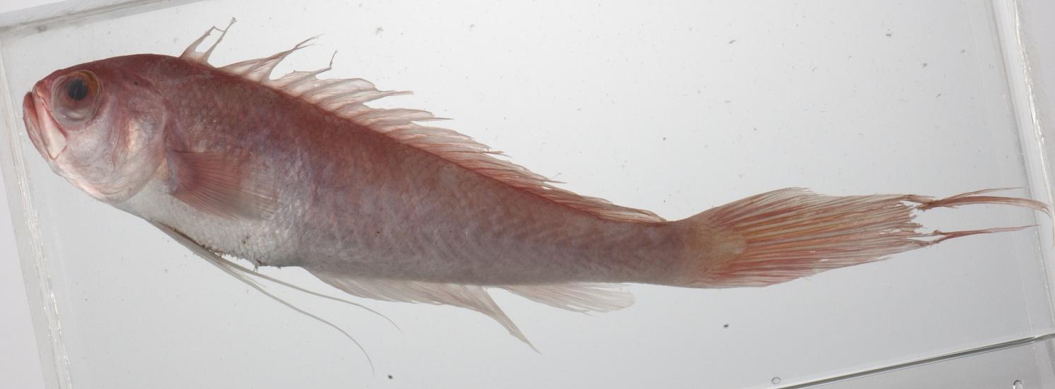 ภาพ ปลา contodon (Owstonia contodon)