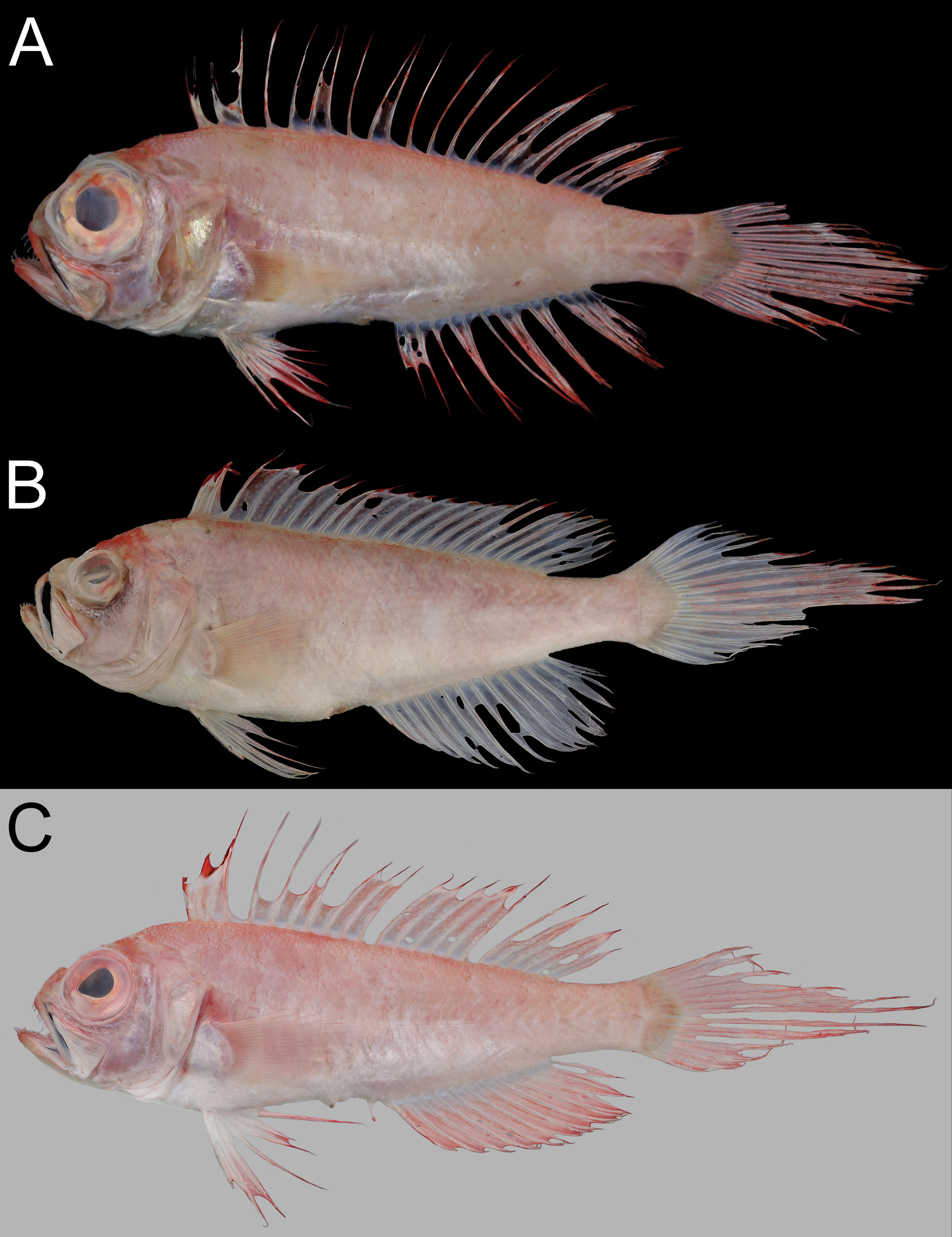 ภาพ ปลา dorypterus (Owstonia dorypterus)
