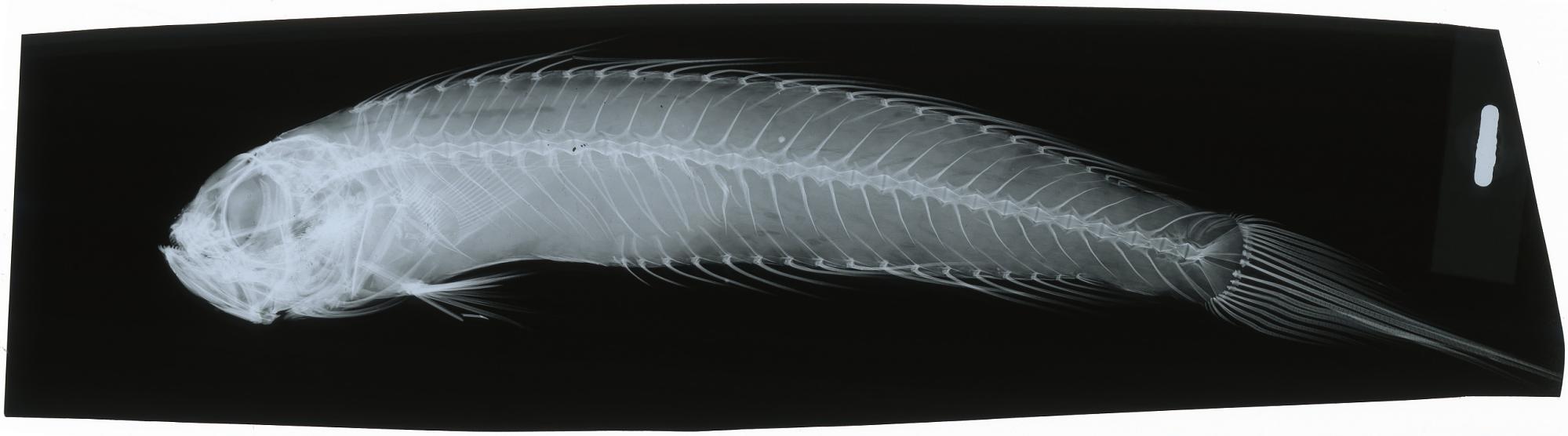 ภาพ ปลา fallax (Owstonia fallax)