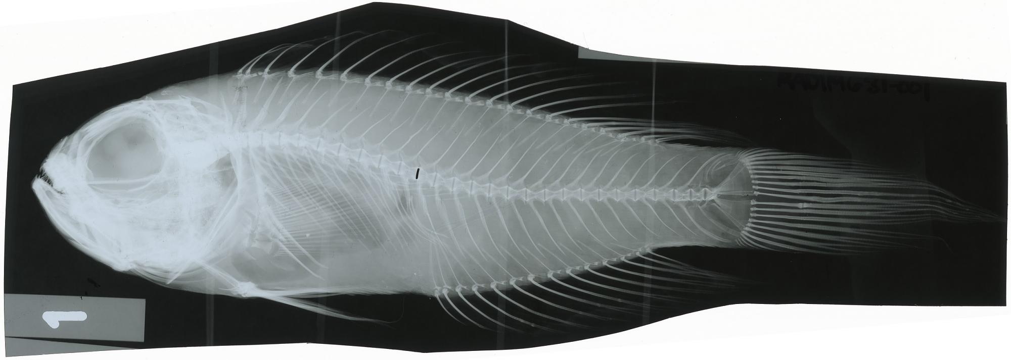 ภาพ ปลา hawaiiensis (Owstonia hawaiiensis)