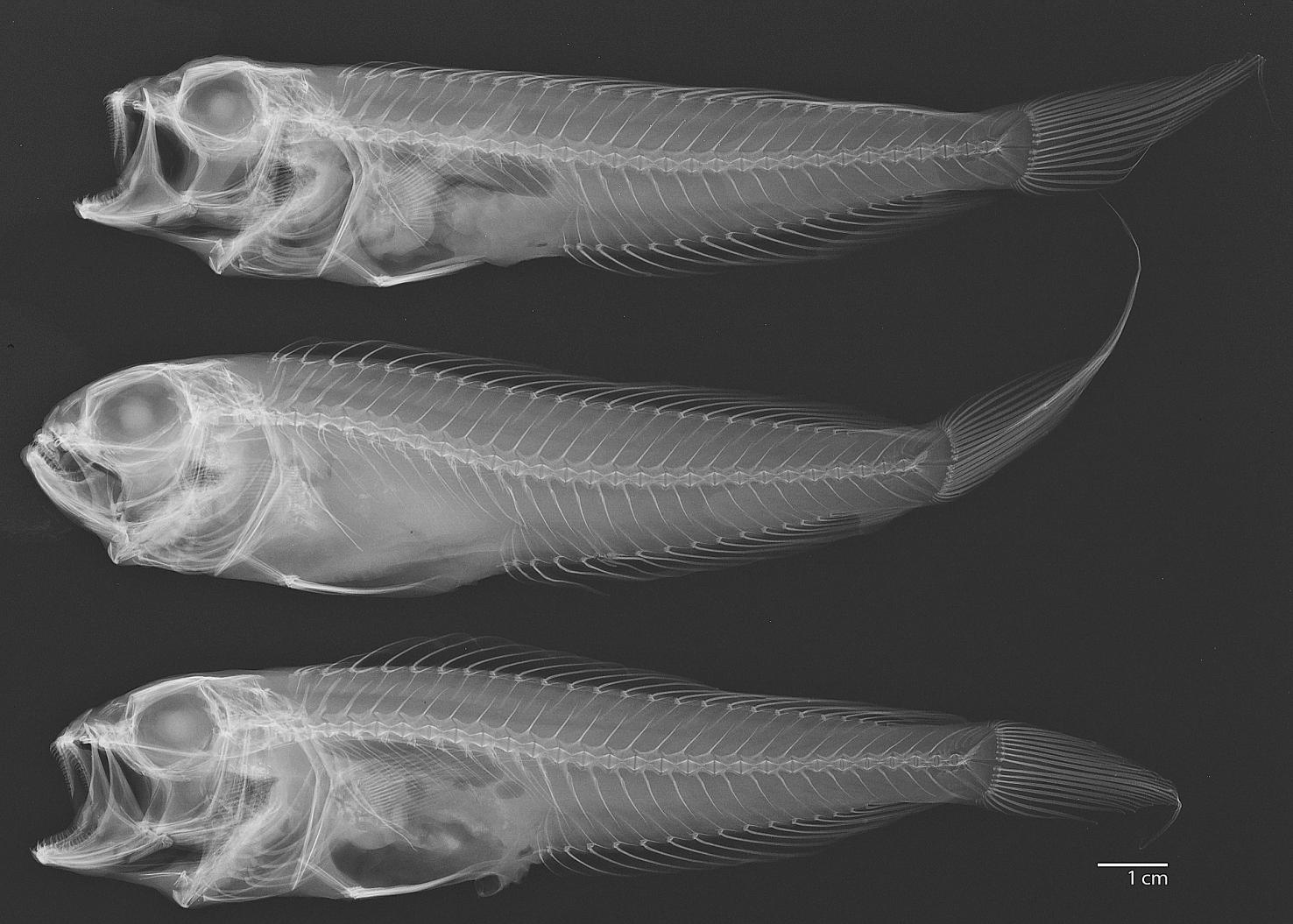 ภาพ ปลา mundyi (Owstonia mundyi)