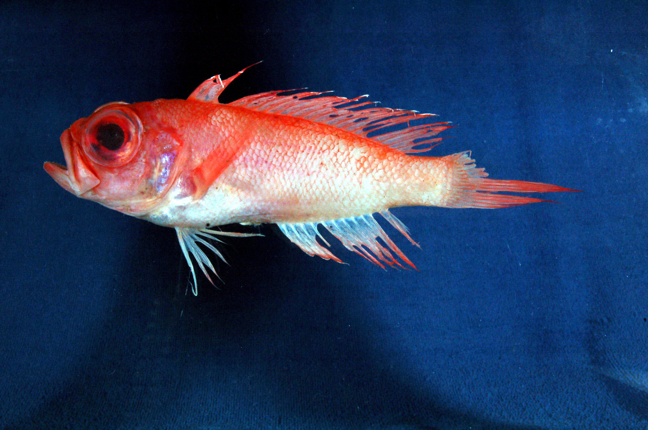 ภาพ ปลา raredonae (Owstonia raredonae)