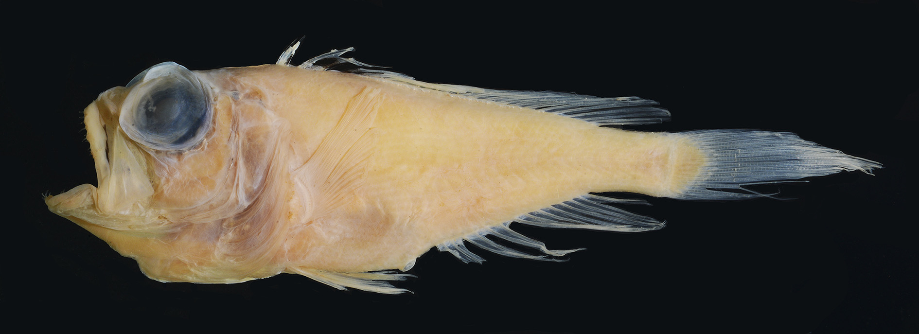 ภาพ ปลา similis (Owstonia similis)
