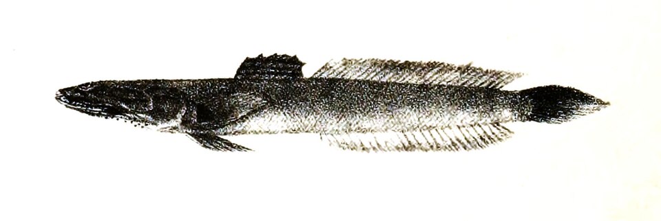 ภาพ ปลาเขือปากกว้าง (Oxuderces dentatus)
