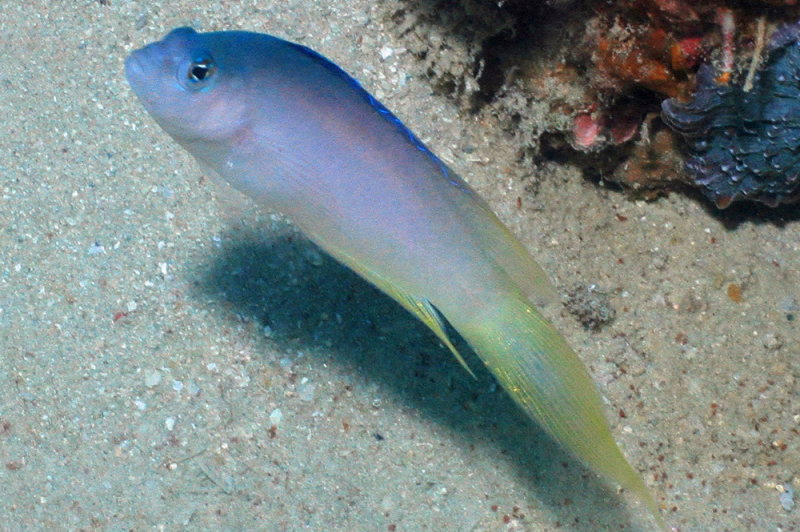 ภาพ ปลาดอตตี้แบ็ค veliferus (Oxycercichthys veliferus)