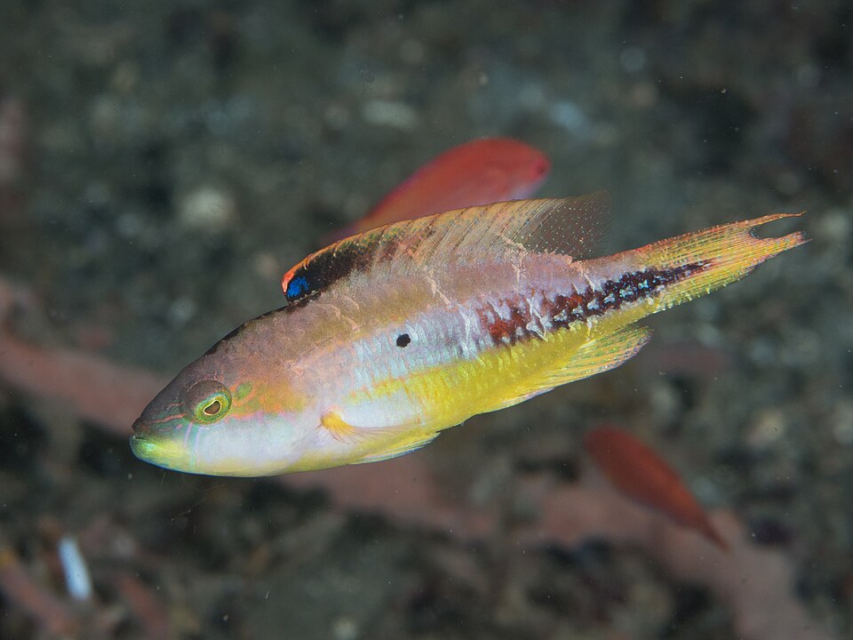 ภาพ ปลานกขุนทองเล็ก (Oxycheilinus bimaculatus)