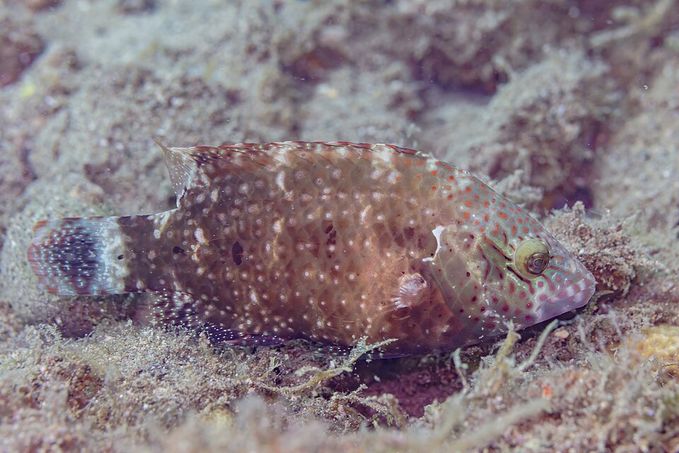 ภาพ ปลานกขุนทองลายเส้น (Oxycheilinus digramma)