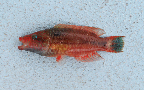 ภาพ ปลานกขุนทอง mentalis (Oxycheilinus mentalis)