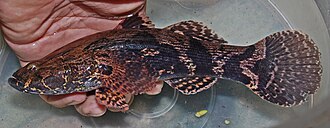 ภาพ ปลา marmorata (Oxyeleotris marmorata)