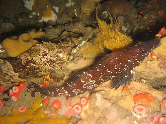 ภาพ ปลา pictus (Oxylebius pictus)