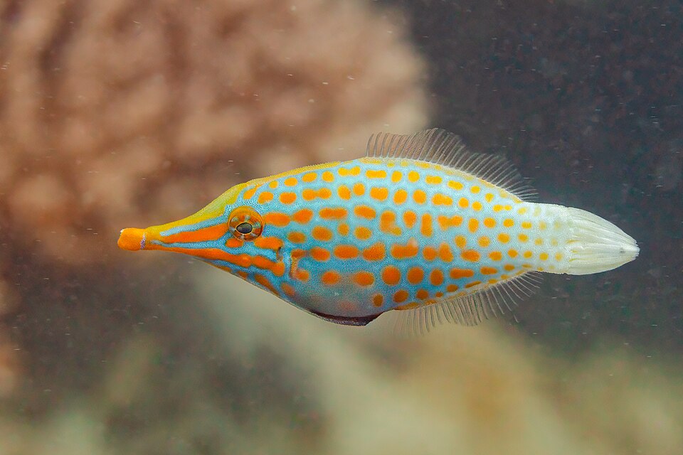 ภาพ ปลาวัวหนังจุดส้มปากยาว (Oxymonacanthus longirostris)