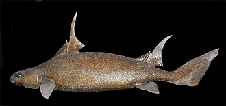 ภาพ ปลา paradoxus (Oxynotus paradoxus)