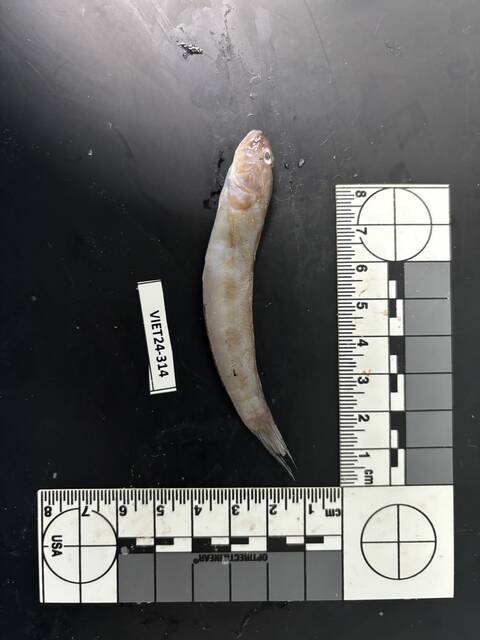 ภาพ ปลาบู่ส้มจุด (Oxyurichthys auchenolepis)