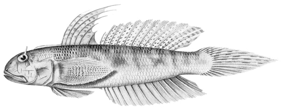 ภาพ ปลาบู่มีเขาบู่ (Oxyurichthys cornutus)