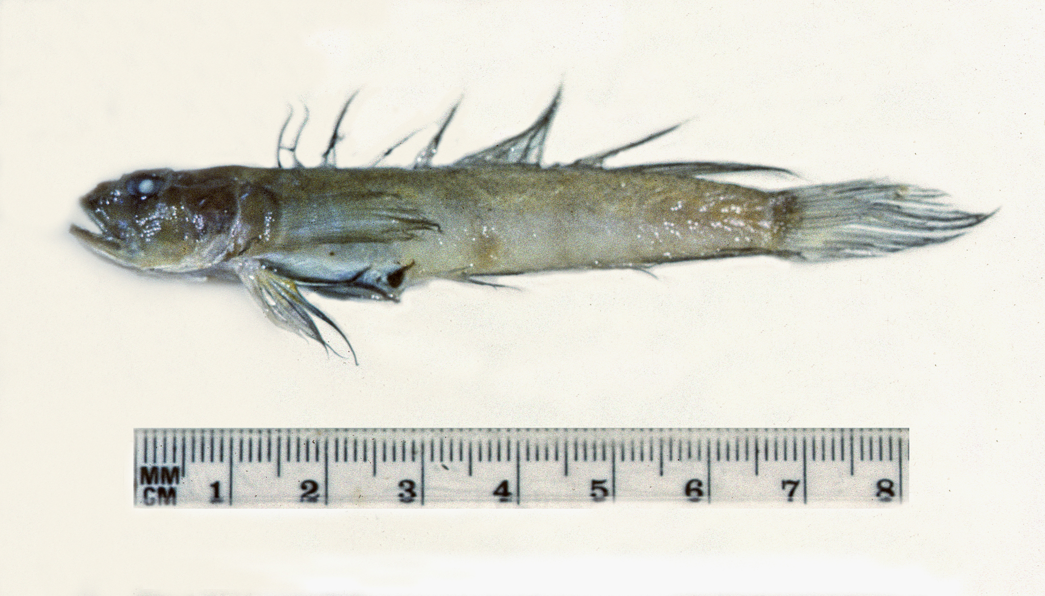 ภาพ ปลาบู่ริบบิ้นบู่ (Oxyurichthys heisei)
