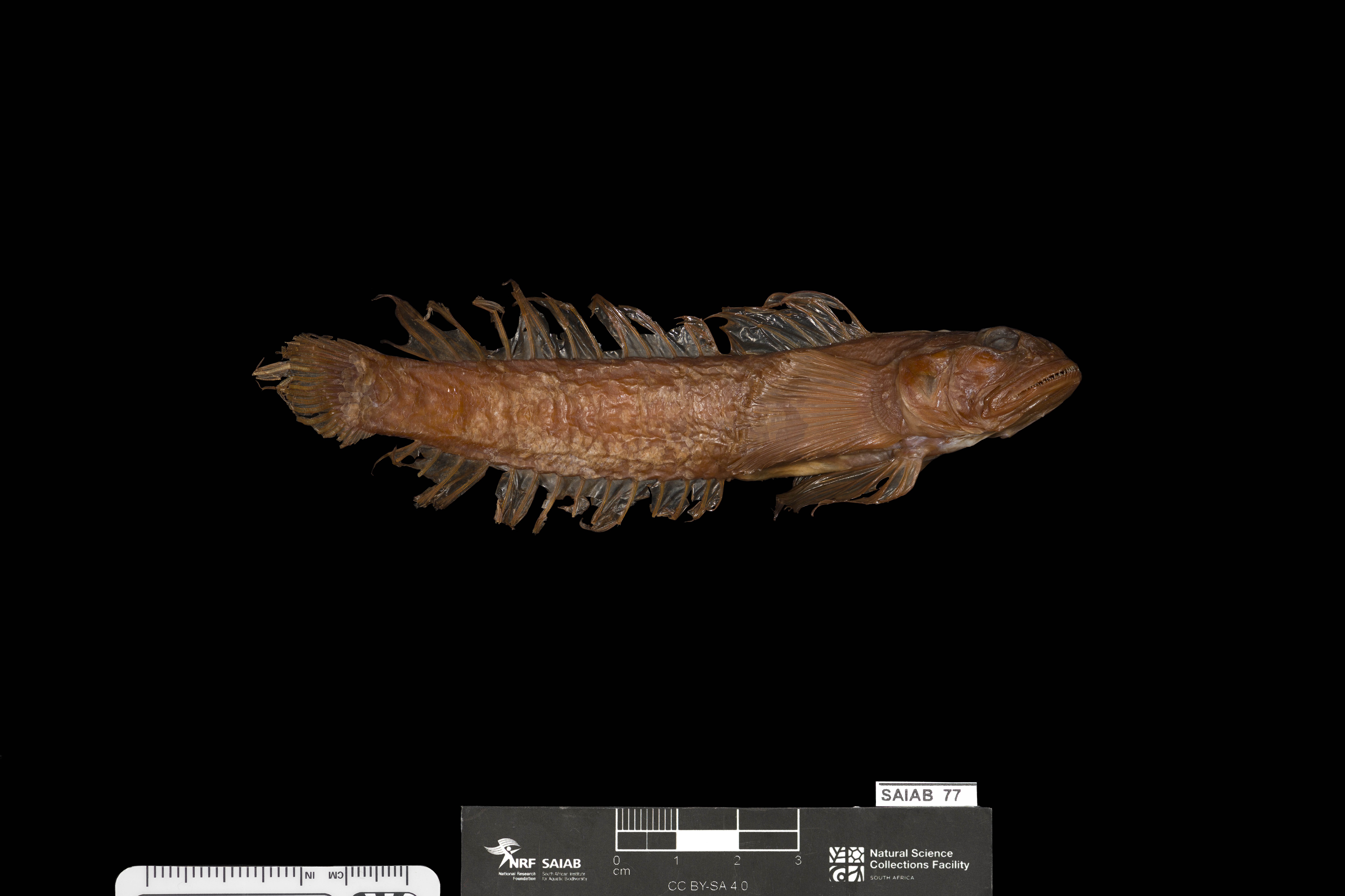 ภาพ ปลาบู่บู่ (Oxyurichthys lemayi)