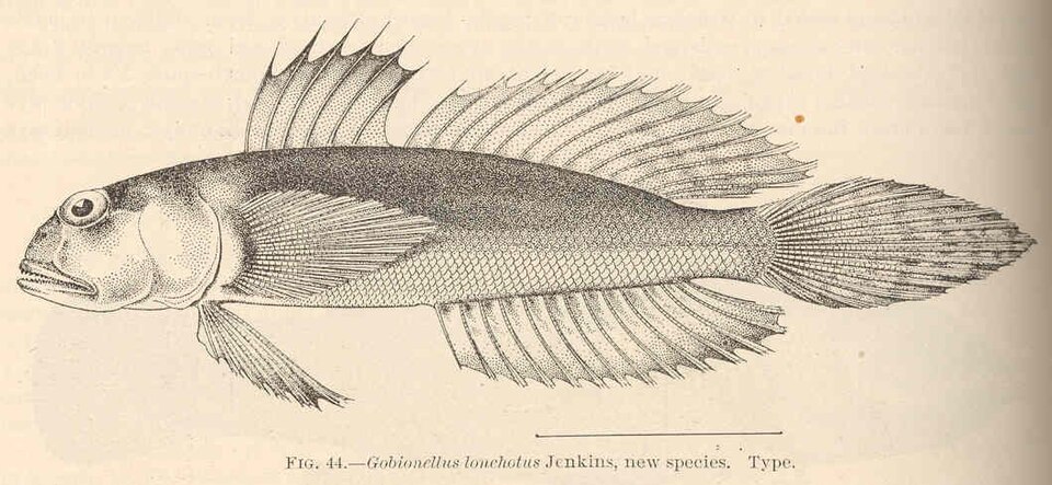 ภาพ ปลาบู่ lonchotus (Oxyurichthys lonchotus)