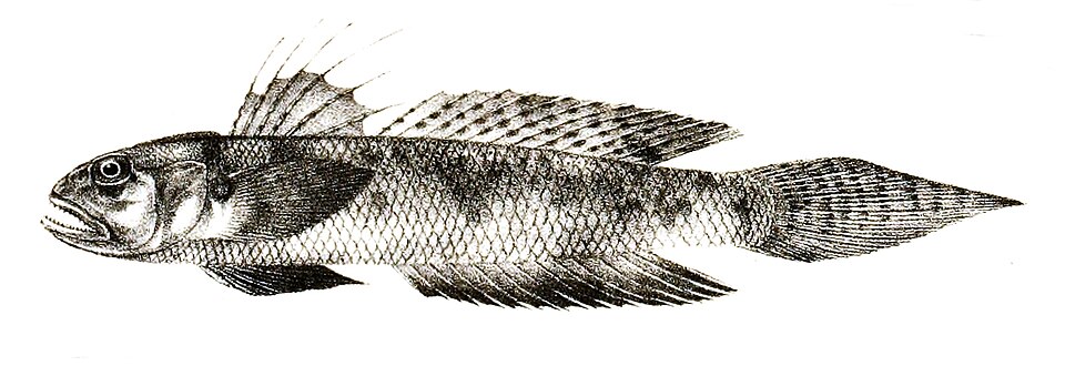 ภาพ ปลาท่องเที่ยว (Oxyurichthys microlepis)