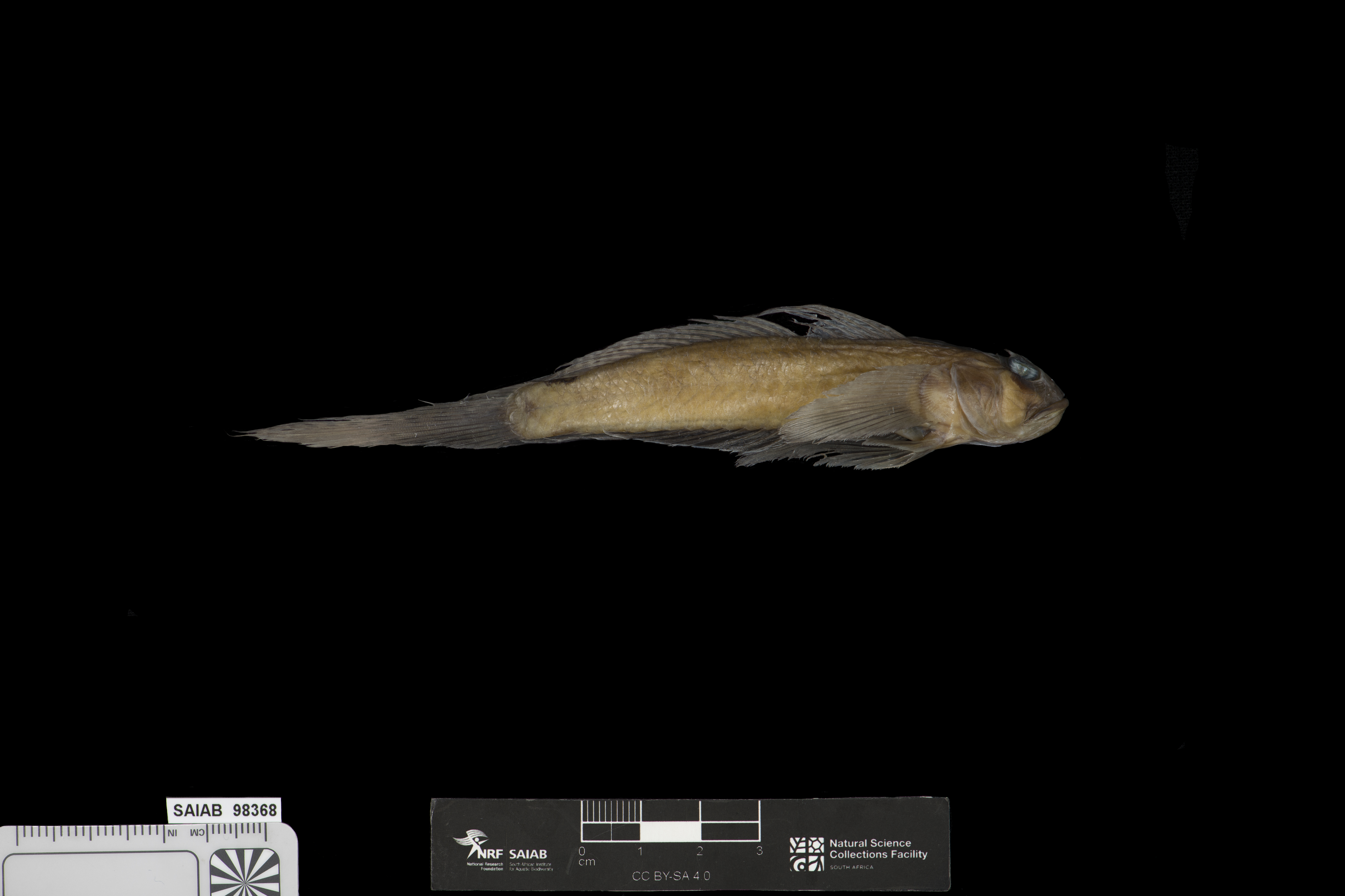 ภาพ ปลาบู่บู่ (Oxyurichthys omanensis)